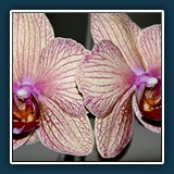 Südtirol Orchidee