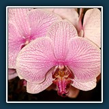 Südtirol Orchidee 2
