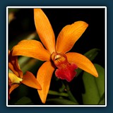 Südtirol Orchidee 4
