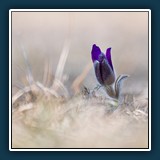 Gewöhnliche Kühschelle
  Dieter Schuhmann