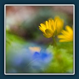 Scharbockskraut
  Dieter Schuhmann