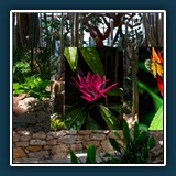 Faszination der Planzenwelt  
  Alfred Schneider