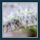 BerndB - Nach dem Regen
  Canon EOS R5, RF100mm F2.8 L MACRO IS USM
  1/200 sec., f 8, ISO 4000,  Brennweite 100 mm
  