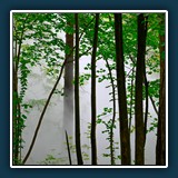 Helmut Benz - Nebelwald
  NIKON Z 6_2, NIKKOR Z 24-120mm f/4 S
  1/40 sec., f 5.6, ISO 320,  -0.33 EV, Brennweite 67 mm
  