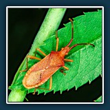 Andreas Blättner - Kupferglanz im Sommerlaub
  NIKON Z6_3, NIKKOR Z MC 105mm f/2.8 VR S
  1/60 sec., f 36, ISO 100,  Brennweite 105 mm
  